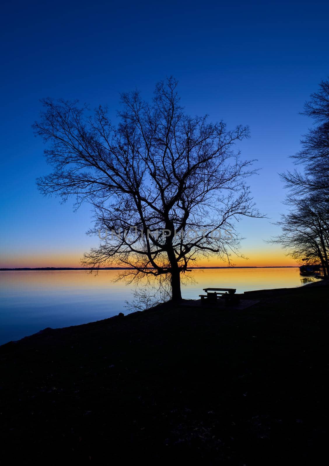 Silhouetted tree and picnic table along  Wheeler Lake at dusk. by patrickstock