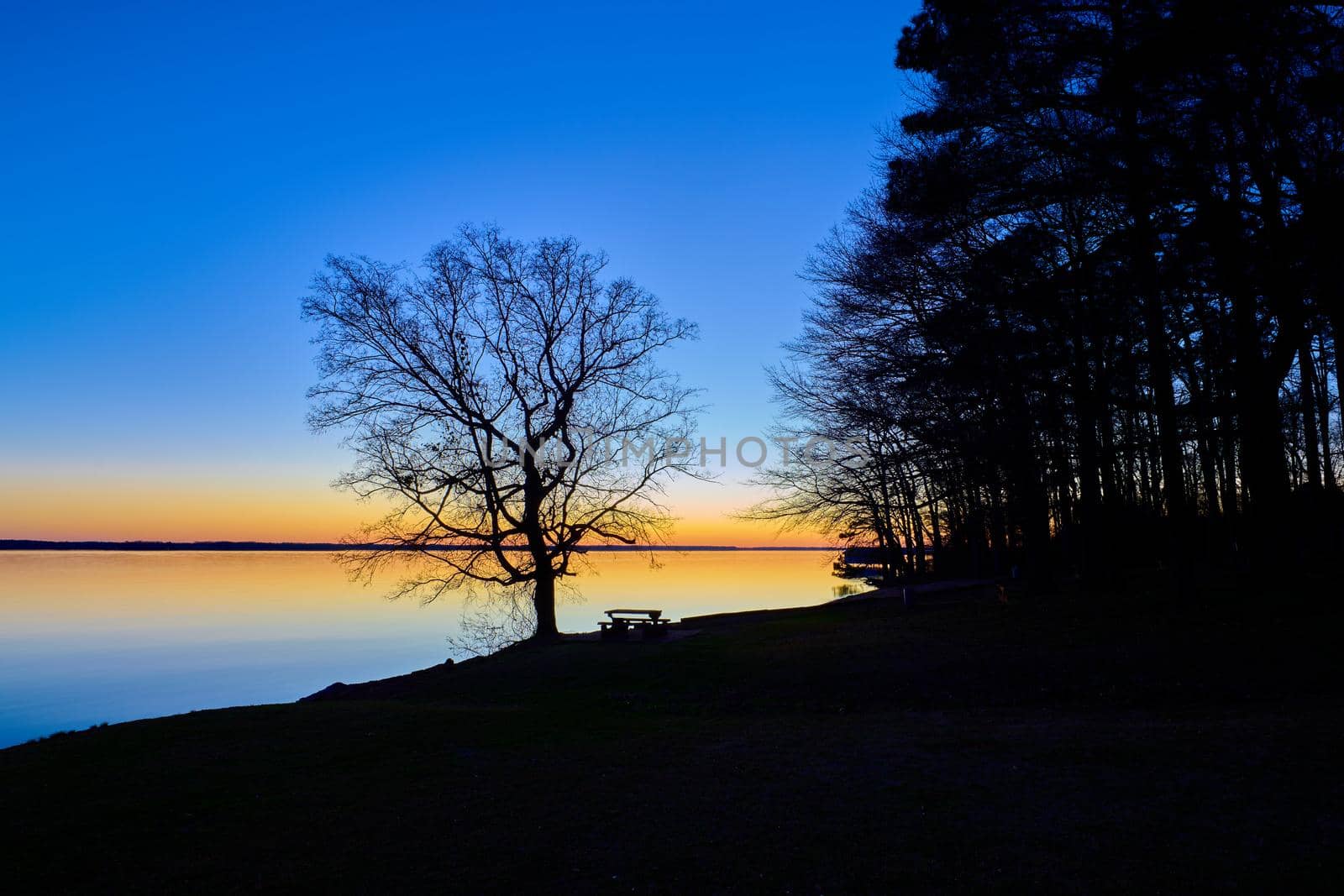 Silhouetted tree and picnic table along  Wheeler Lake at dusk.