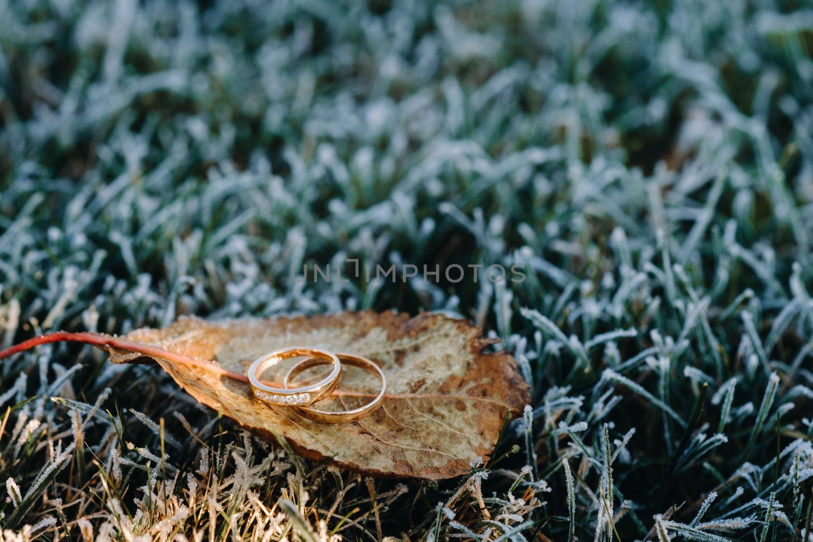 A pair of gold wedding rings.Two wedding rings.