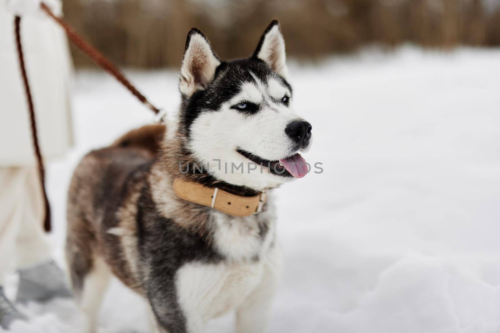 young woman with husky winter walk outdoors friendship Lifestyle by SHOTPRIME