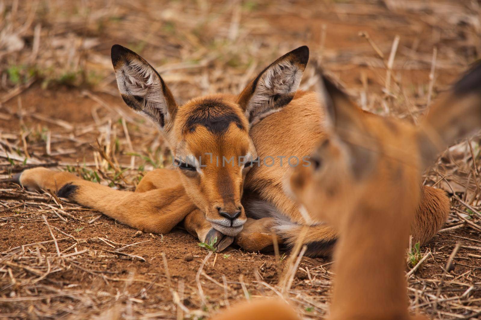 A very young  Impala (Aepyceros melampus) lamb in Kruger National Park. South Africa