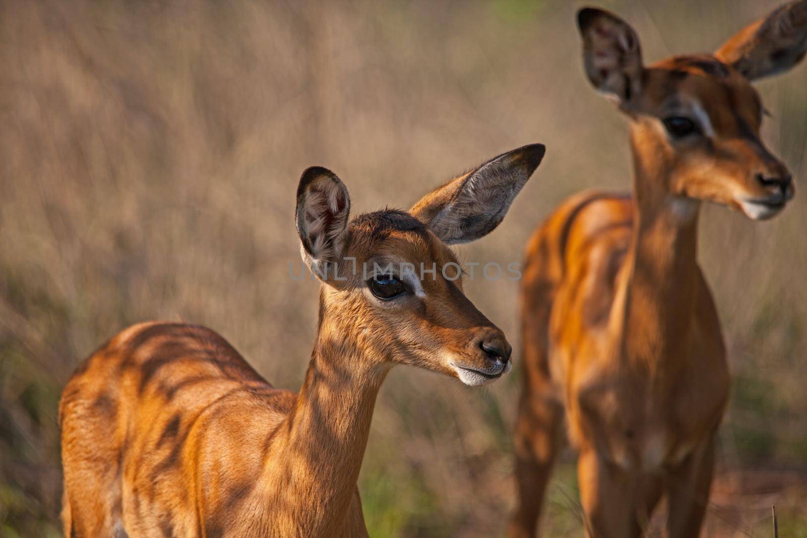 Two very young  Impala (Aepyceros melampus) lambs in Kruger National Park. South Africa
