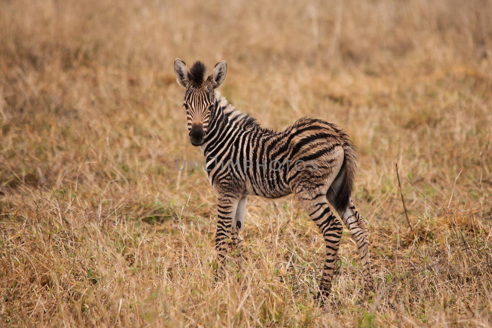 A very young Zebra foul 15048 by kobus_peche