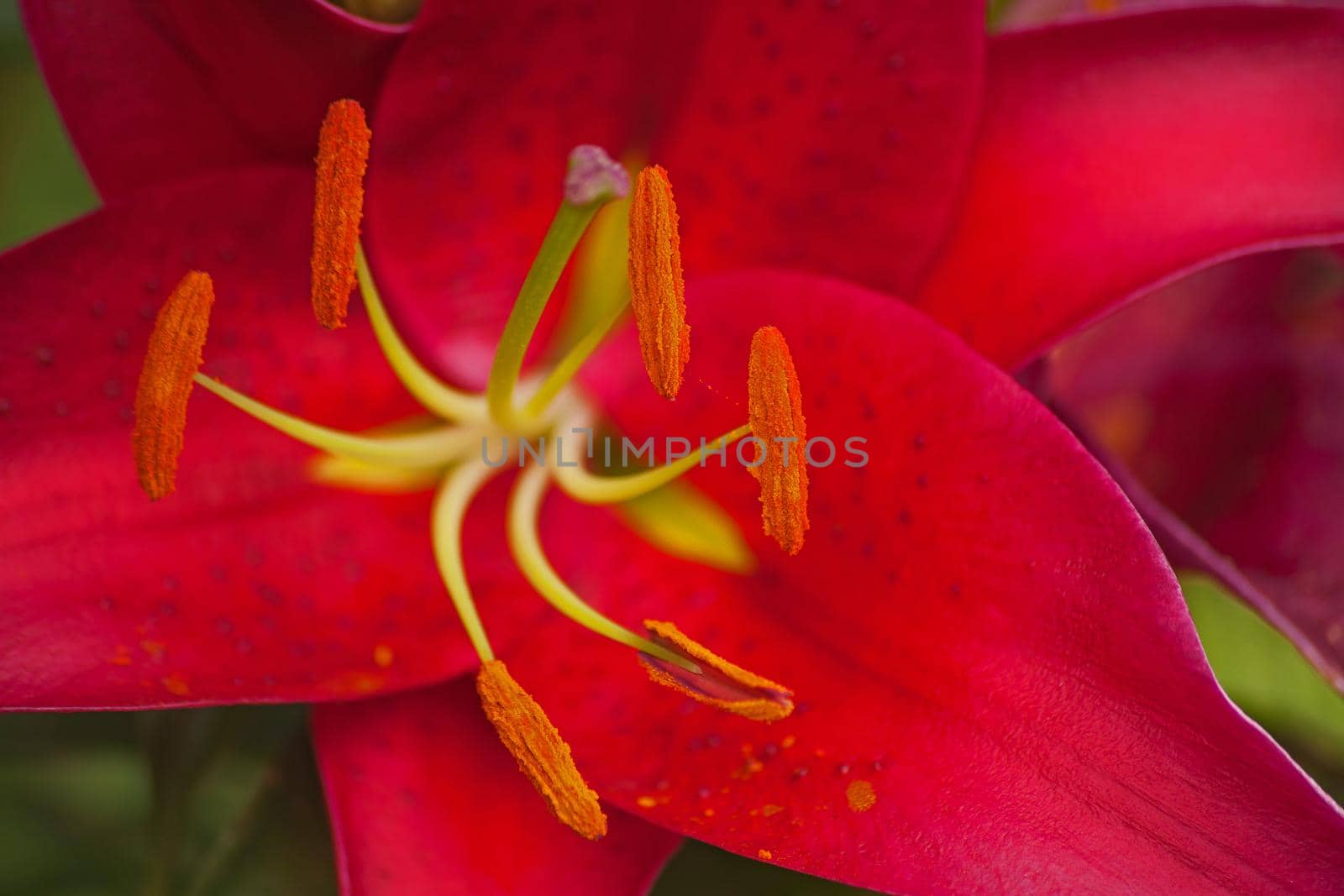 Red Oriental Lily 15267 by kobus_peche