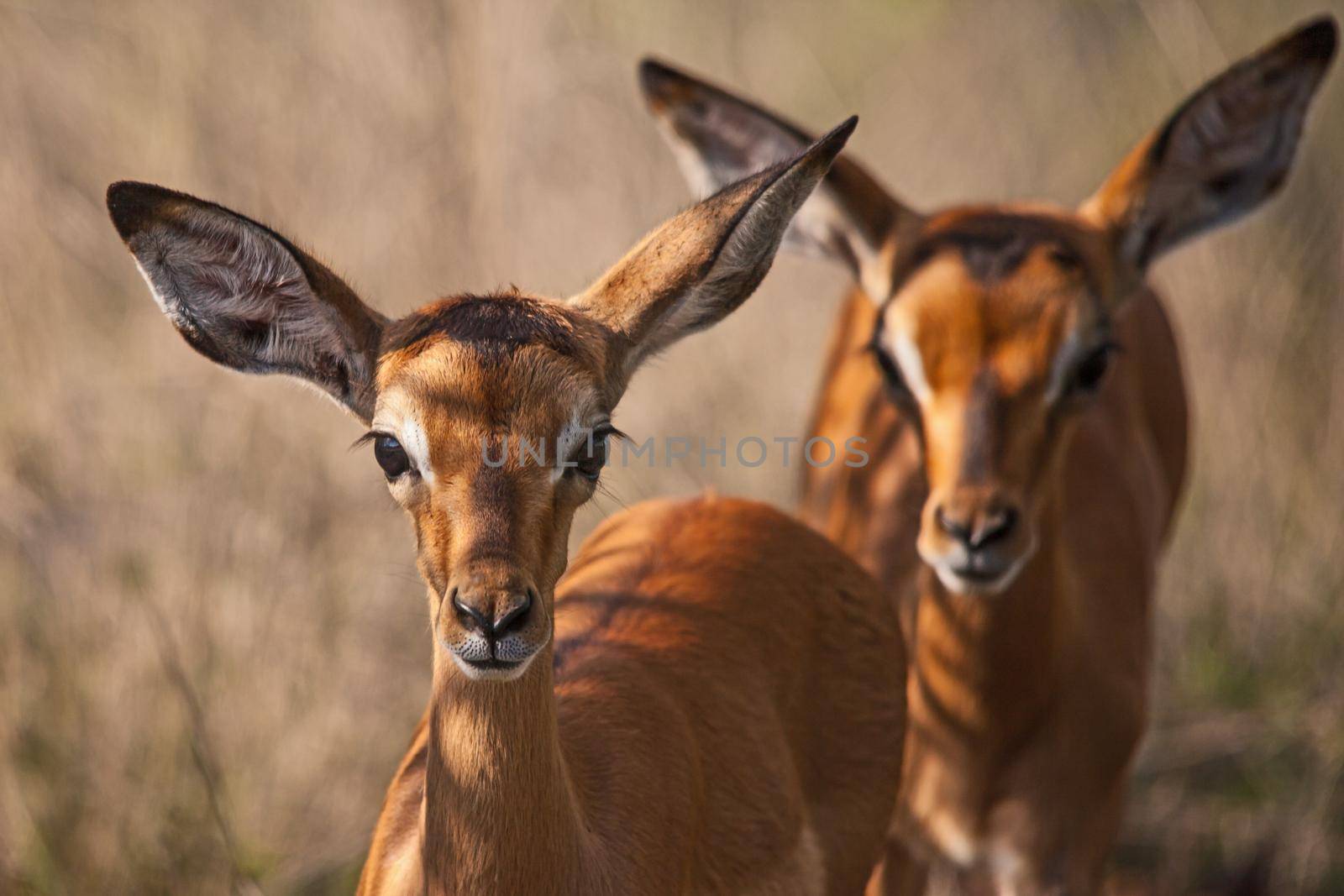 Two very young  Impala (Aepyceros melampus) lambs in Kruger National Park. South Africa