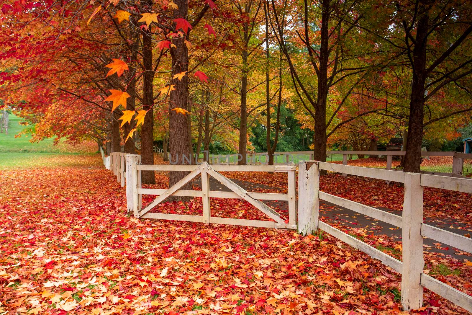 Scenic Autumn countryside a mosaic of fallen leaves on the ground and rustic white timber fences along old country laneway in Australia