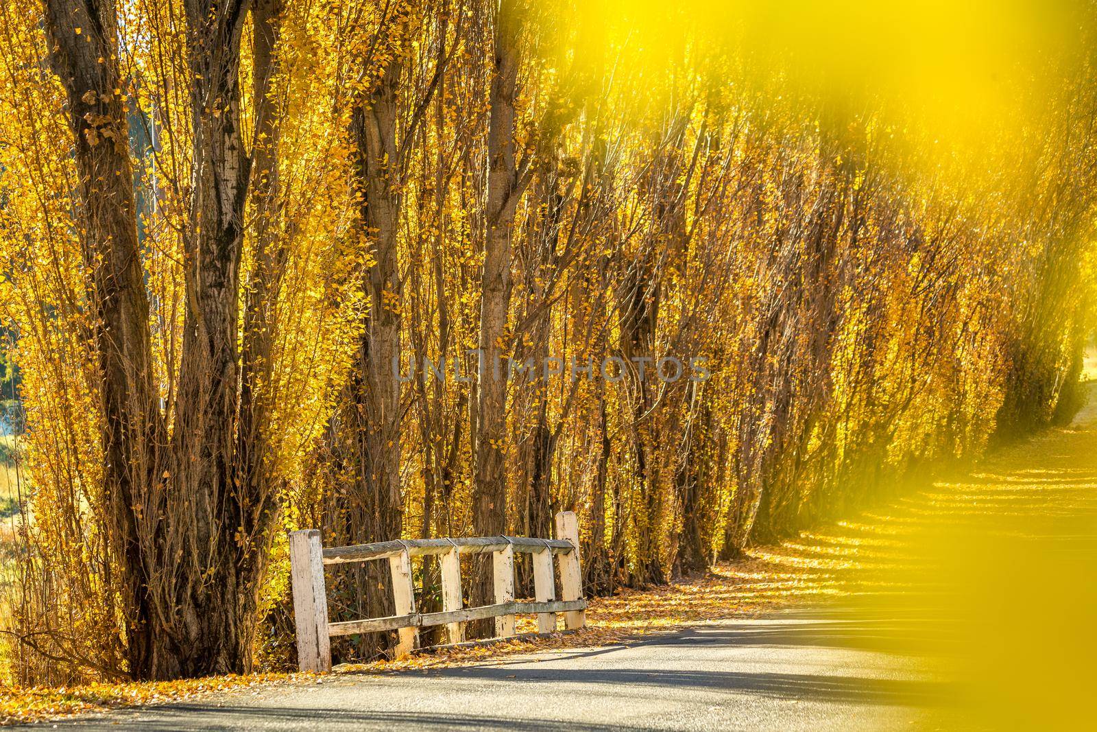 Country lane lined with golden poplars in autumn sunlight