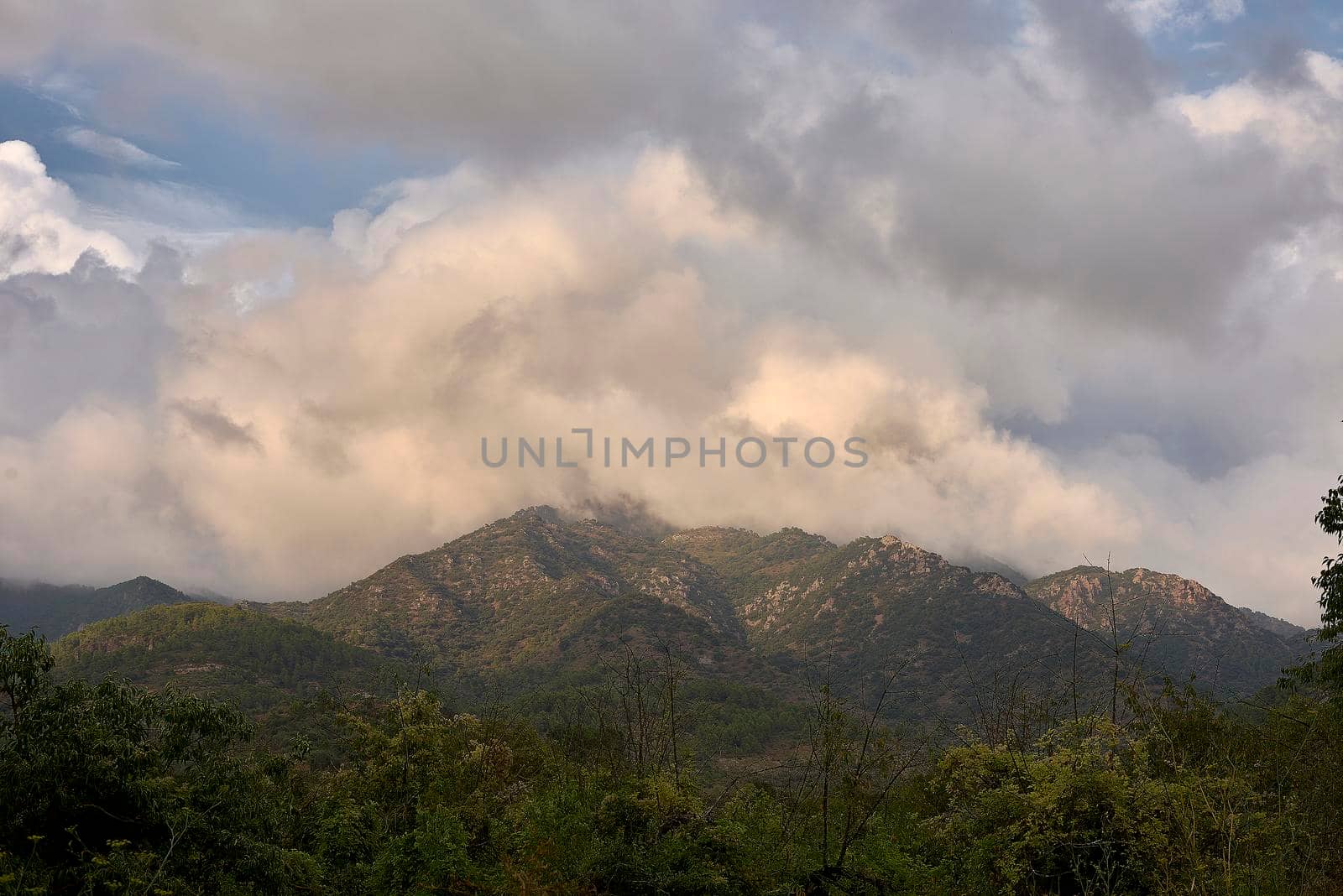 Mountain landscape surrounded by clouds and crop fields. Line composition, olive trees, low clouds, pines, greens, shades of green.