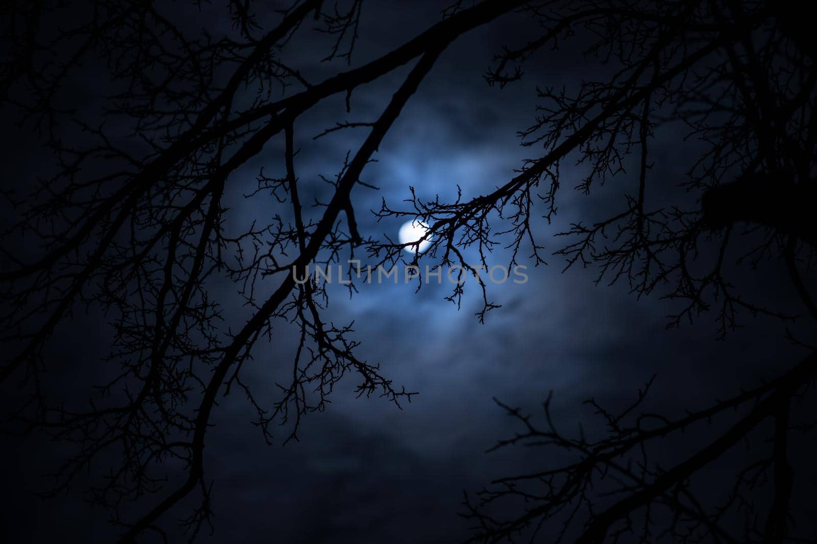 The full moon in cloudy sky seen through branches of trees at night. Selective focus