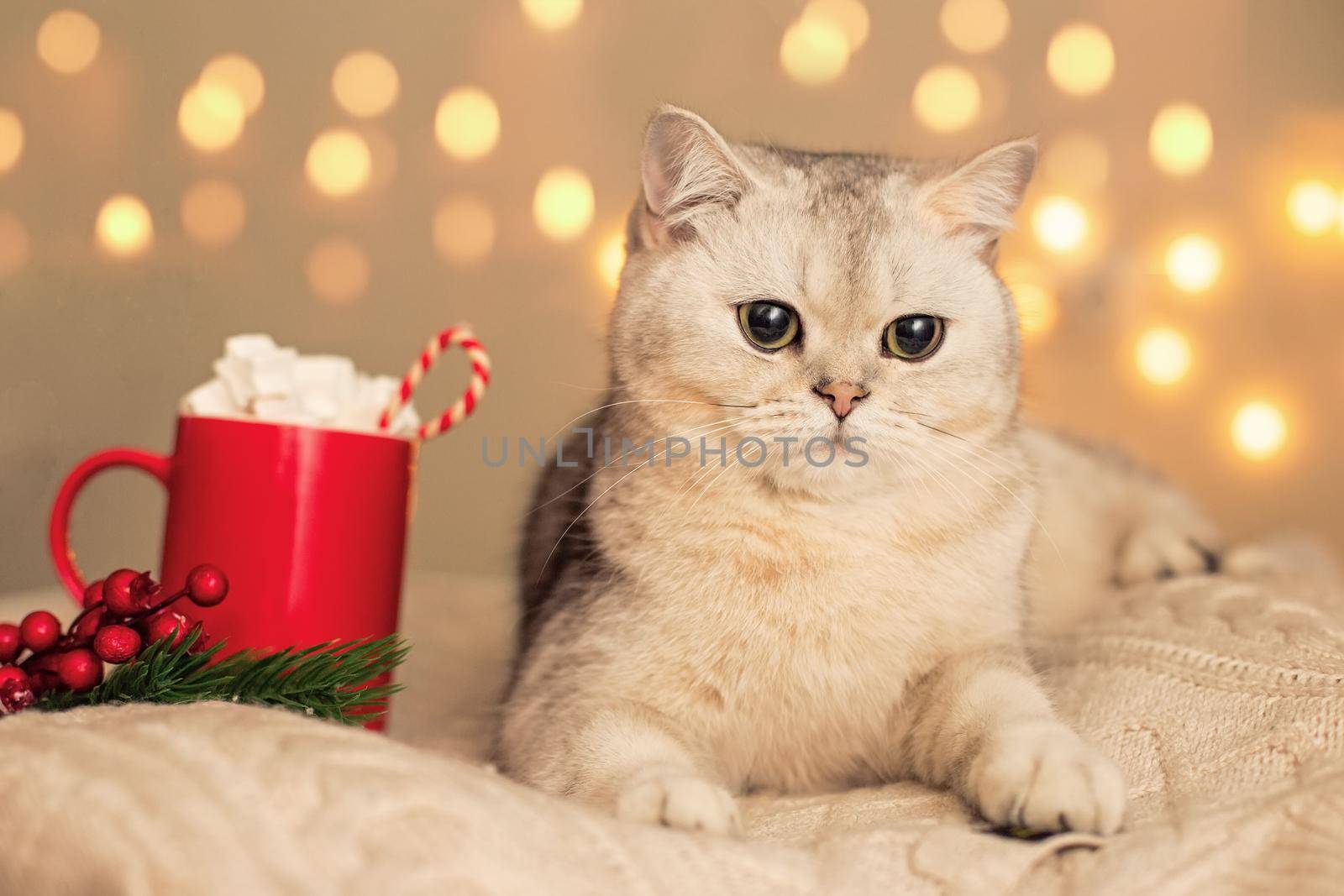 A adorable white cat lies in the evening, on a white knitted blanket, next to it there is a red mug with cocoa with marshmallows and lollipop .Bright yellow bokeh garlands on the background