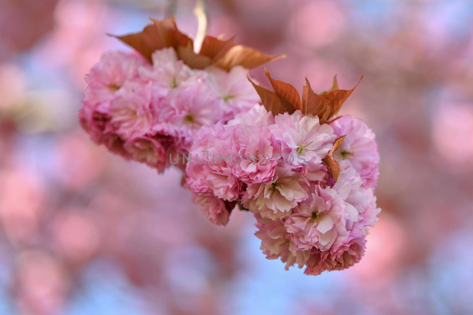 Spring pink cherry blossoms Sakura