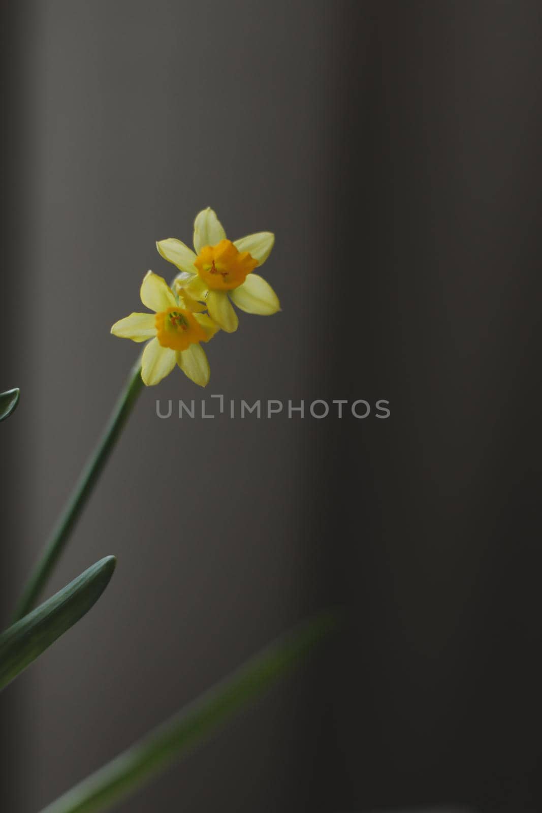Beautiful blooming fresh yellow daffodil isolated. Spring, Easter wallpaper.