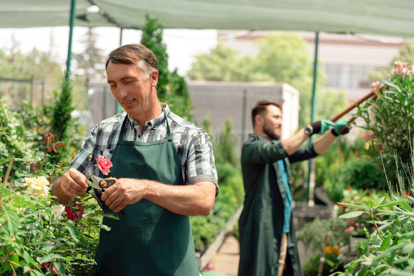 Professional gardener pruning rose plants in the garden center