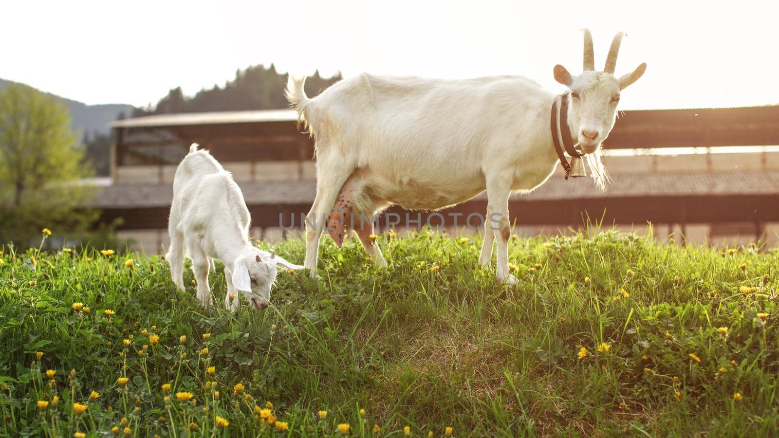 Young goatling kid grazing, with mother in back, lit by afternoon sunset backlight.