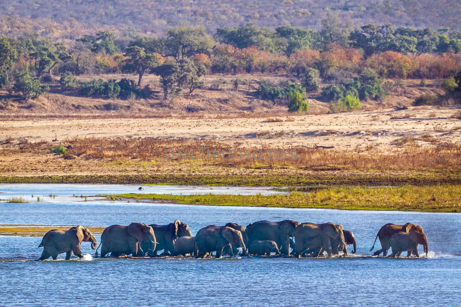 African bush elephant in Kruger National park, South Africa ; Specie Loxodonta africana family of Elephantidae
