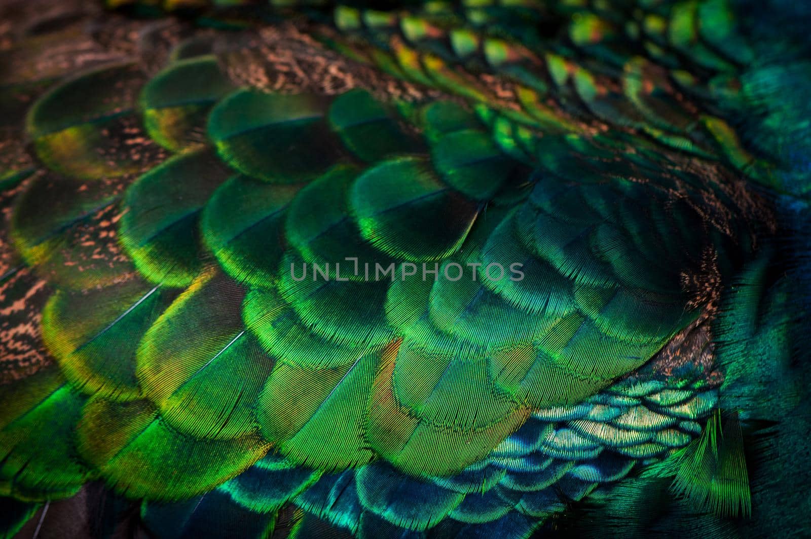 Close up of the  peacock feathers .Macro blue feather, Feather, Bird, Animal. Macro photograph.