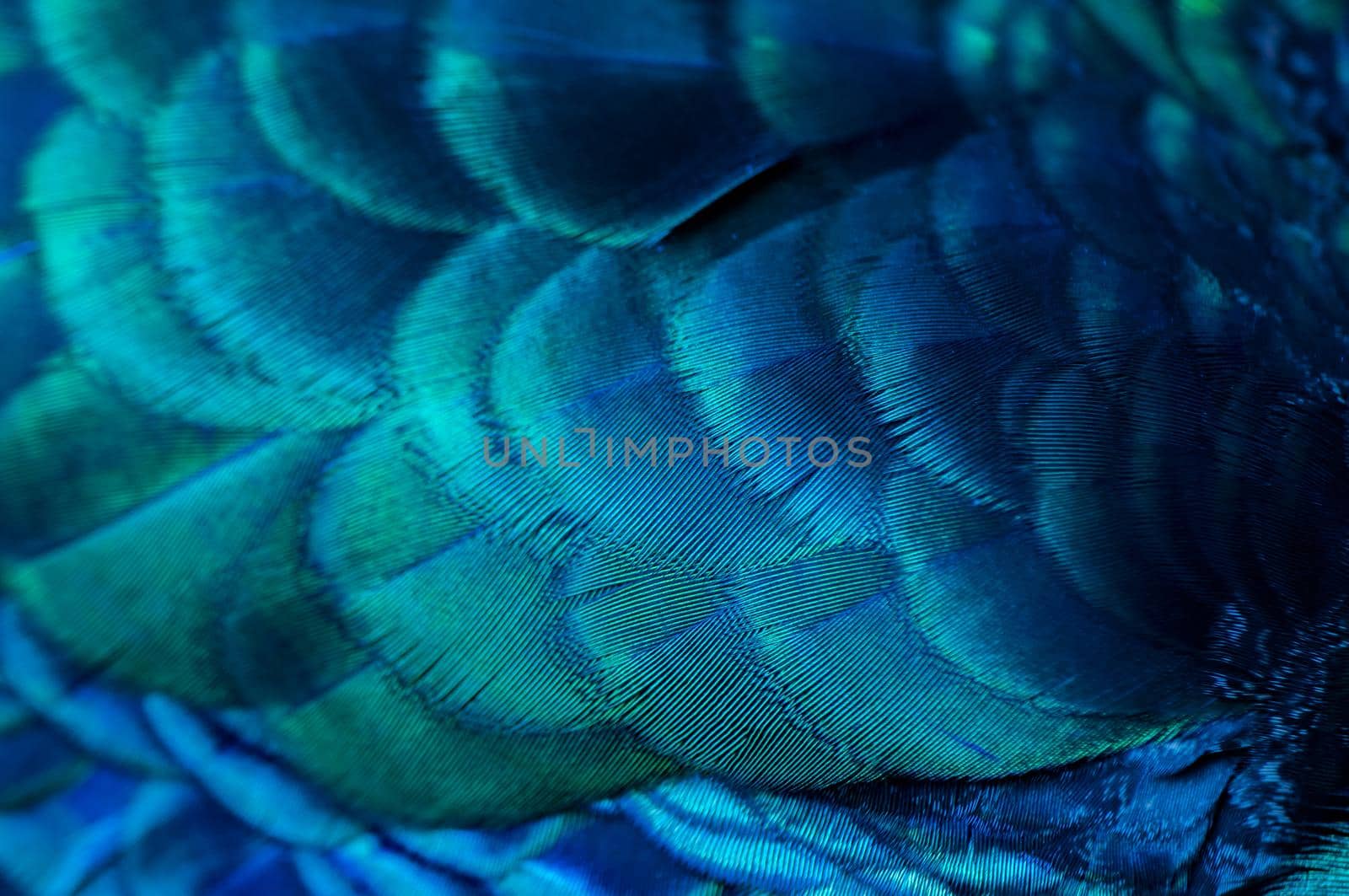 Close up of the  peacock feathers .Macro blue feather, Feather, Bird, Animal. Macro photograph.