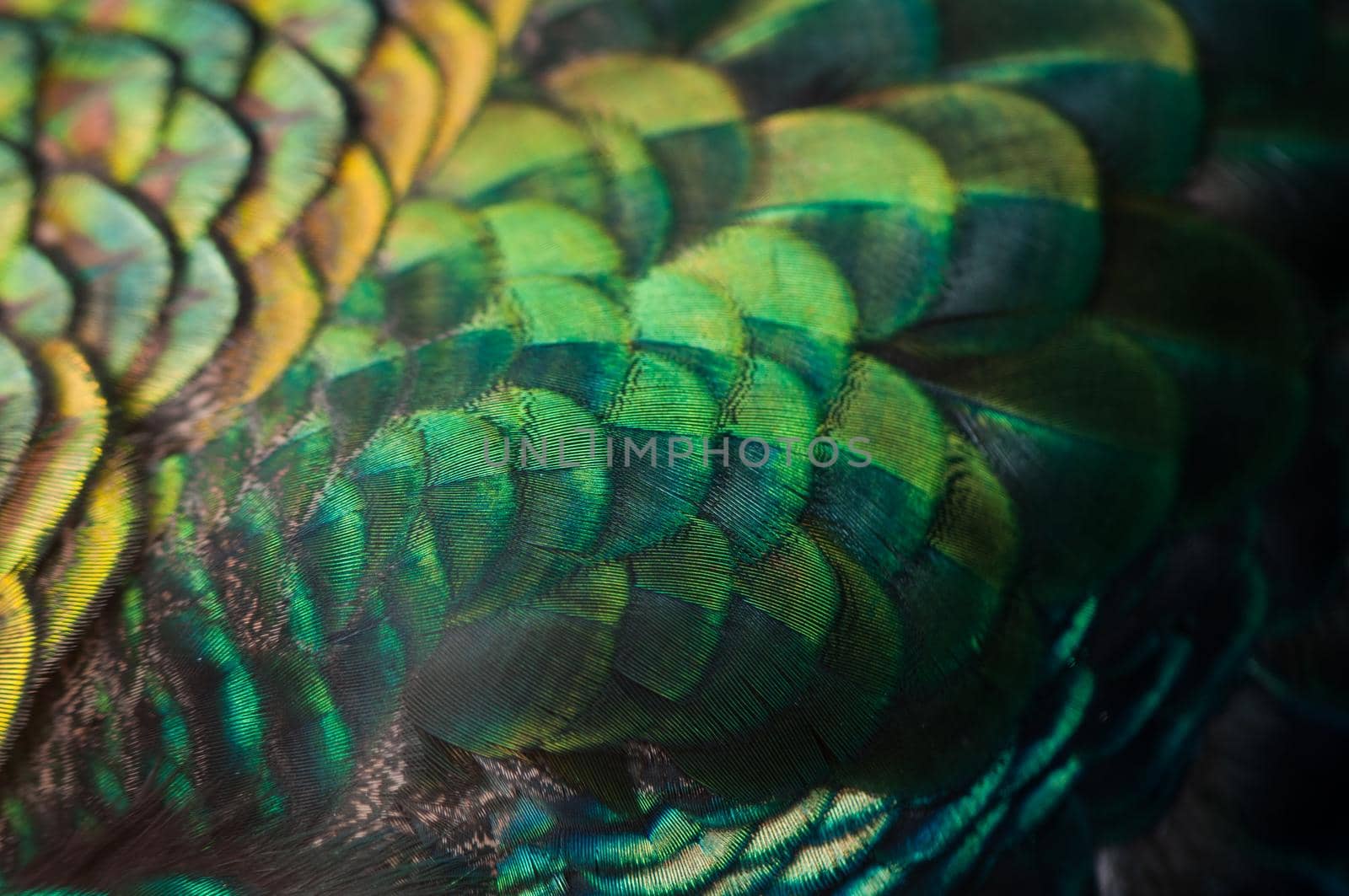 Close up of the  peacock feathers .Macro blue feather, Feather, Bird, Animal. Macro photograph. by thanumporn