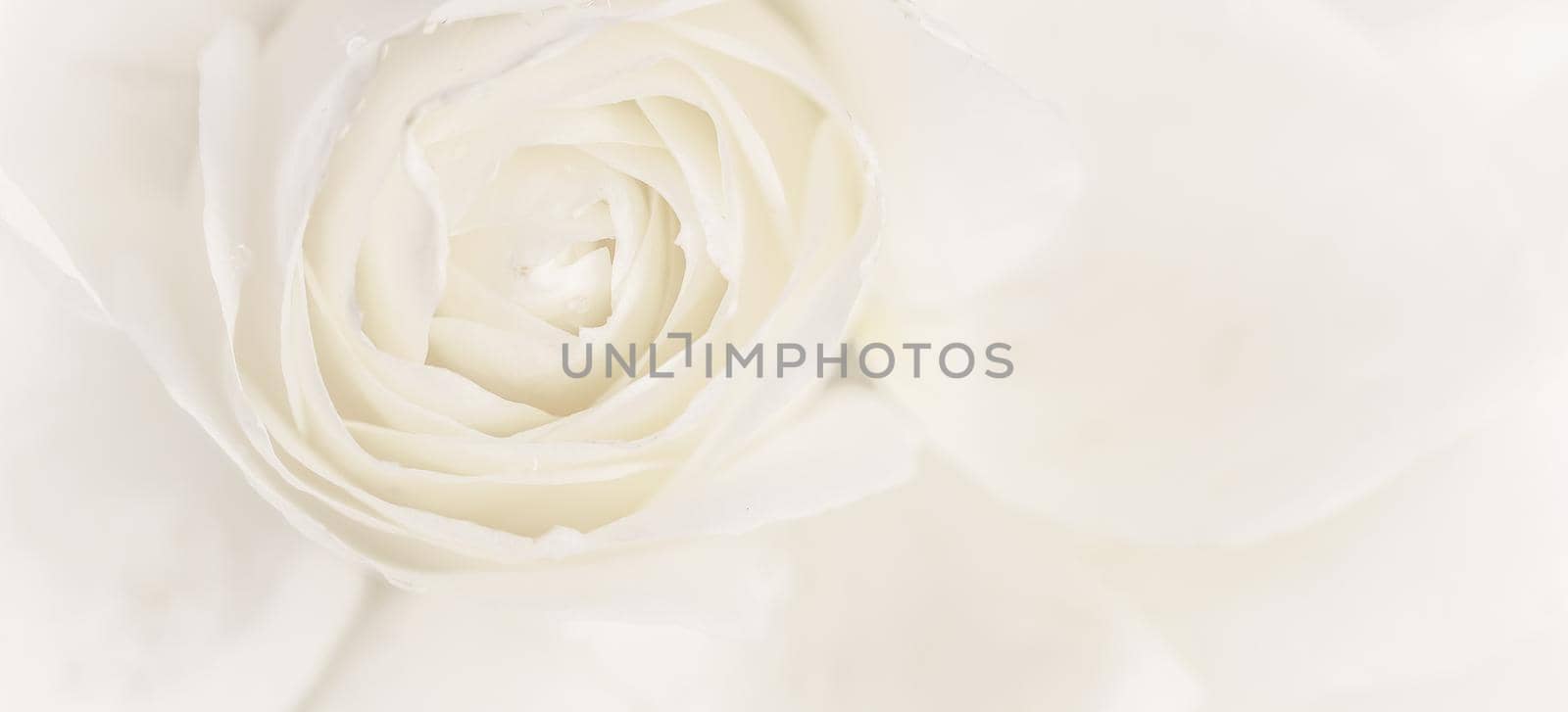 Soft focus, abstract floral background, white rose flower. Macro flowers backdrop for holiday brand design by Olayola