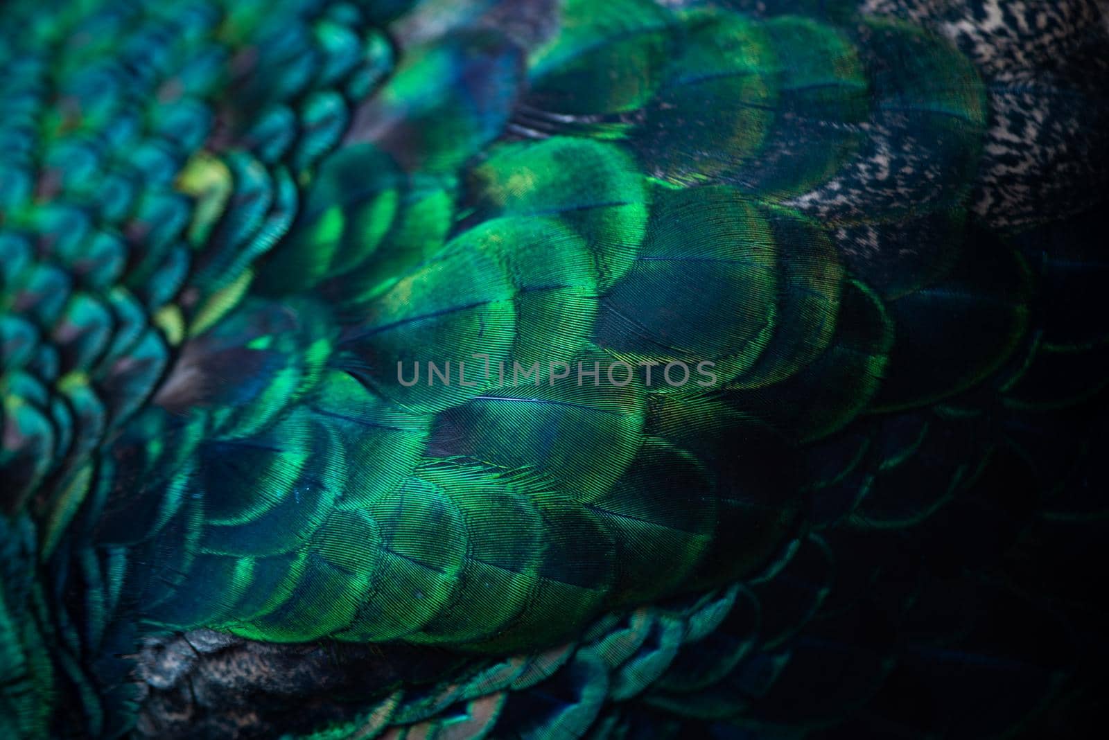 Close up of the  peacock feathers .Macro blue feather, Feather, Bird, Animal. Macro photograph. by thanumporn