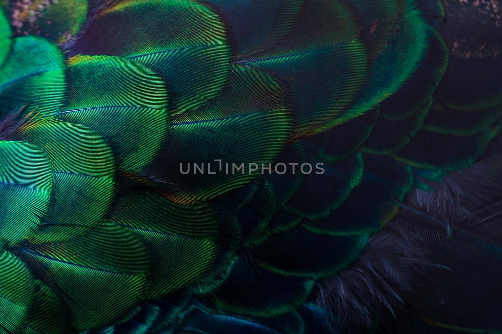 Close up of the  peacock feathers .Macro blue feather, Feather, Bird, Animal. Macro photograph.