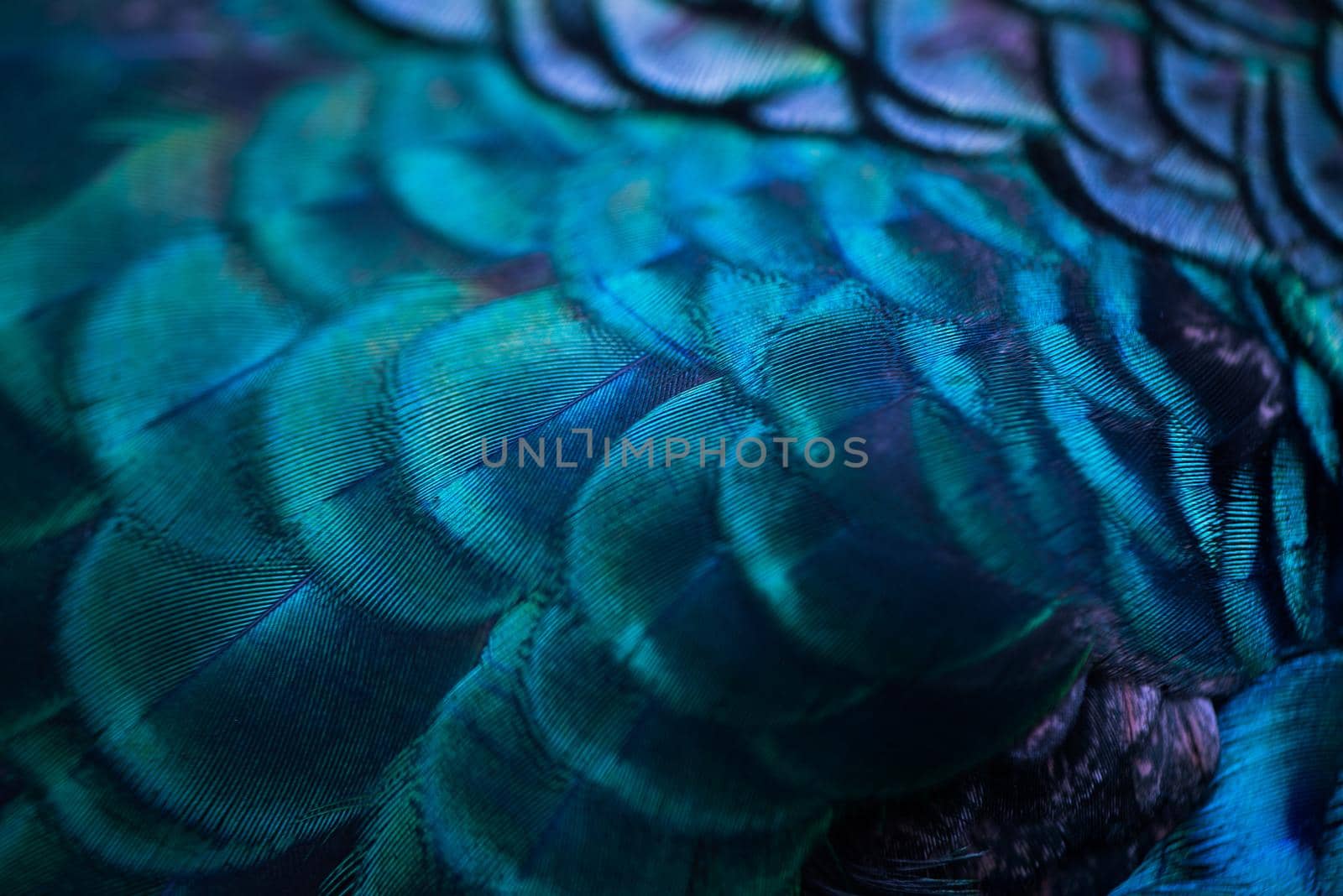 Close up of the  peacock feathers .Macro blue feather, Feather, Bird, Animal. Macro photograph. by thanumporn