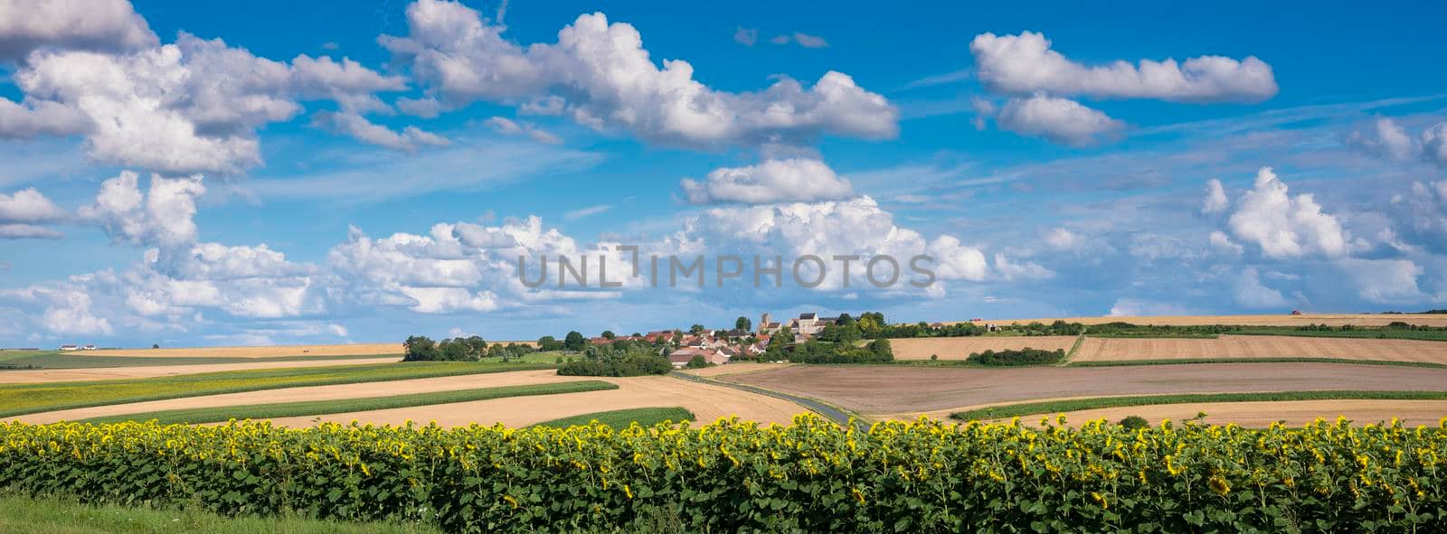 sunflower in french countryside south of reims under blue sky in summer by ahavelaar