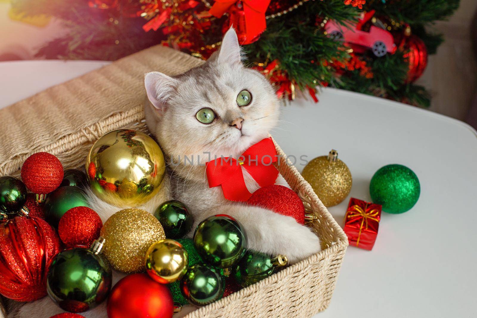 A beautiful white cat in a red bow tie lies in a wicker basket near a Christmas tree, in multi-colored Christmas balls.