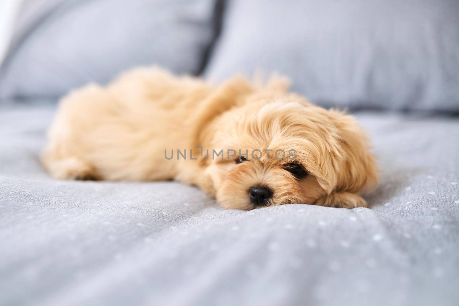 First they steal your heart, then your bed. Shot of an adorable dog resting on a bed at home. by YuriArcurs