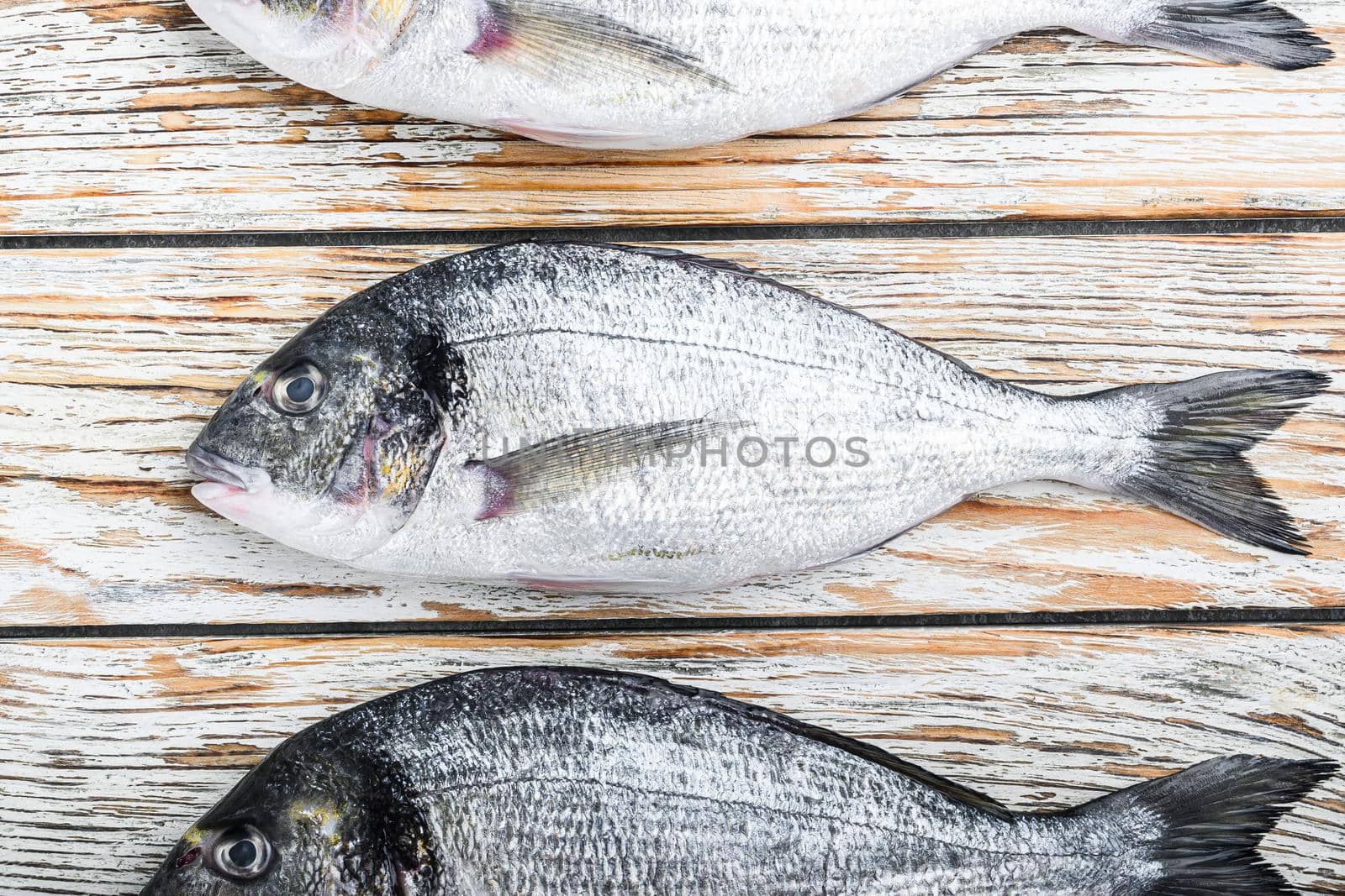 Set of raw whole dorado or Gilt head bream fish over white wood table top view.