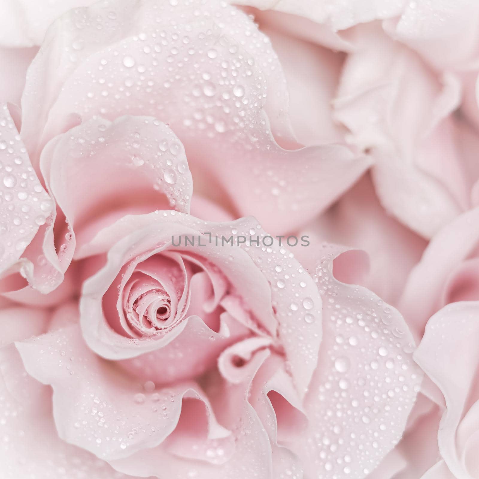 Pink rose flower. Macro flowers background for holiday brand design