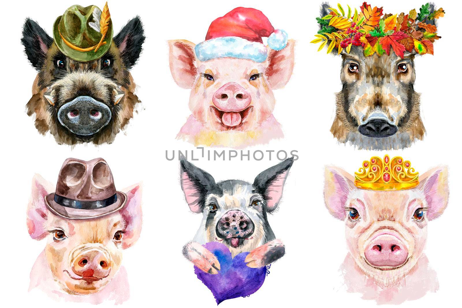 Watercolor illustration of pigs in wreath of autumn leaves, hats, Santa hats, golden crown, with violet heart