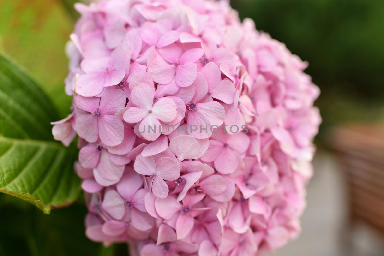 A pink hydrangea flowers, Hortensia