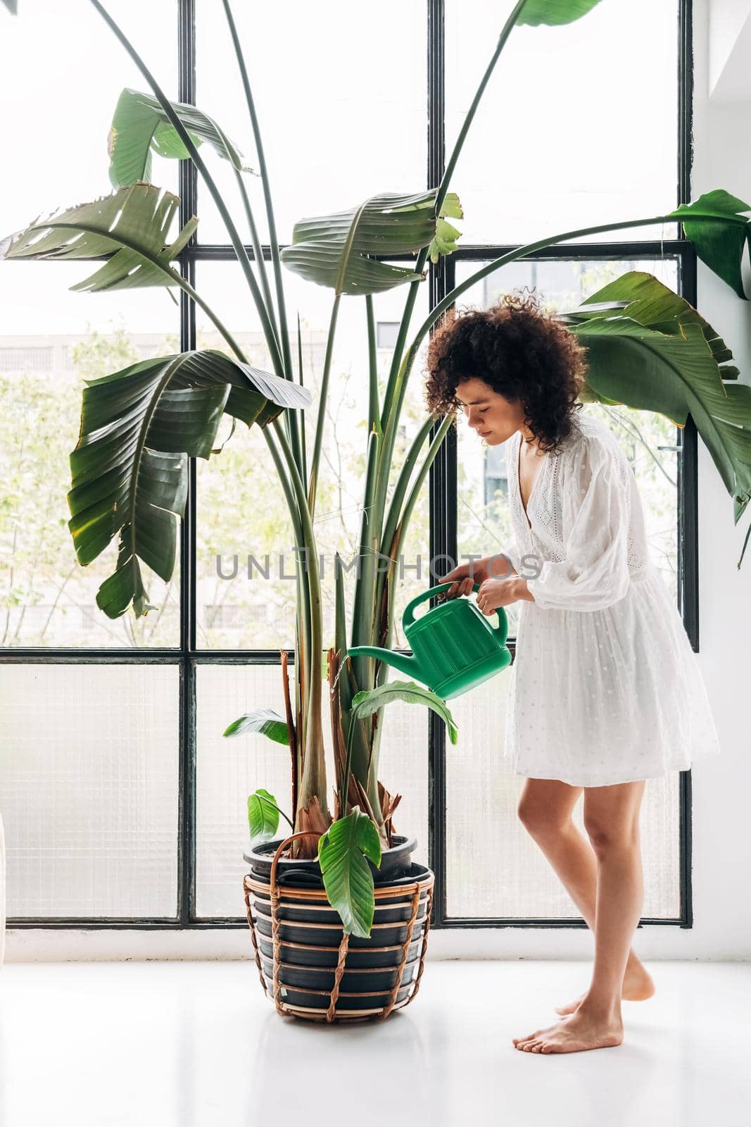 Young multiracial woman watering big plant in bright living room loft apartment. Vertical image. by Hoverstock