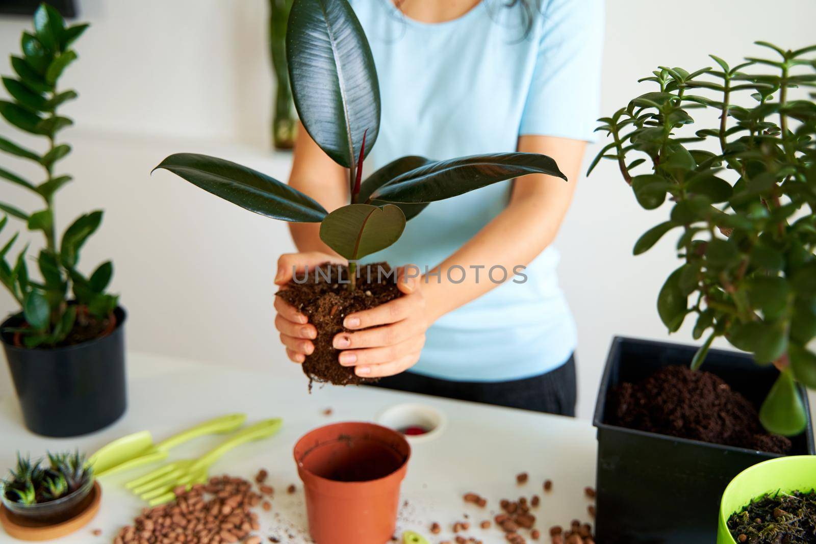 Household chores for transplanting flowers into a new pot. A young girl is engaged in flowers in a bright apartment.