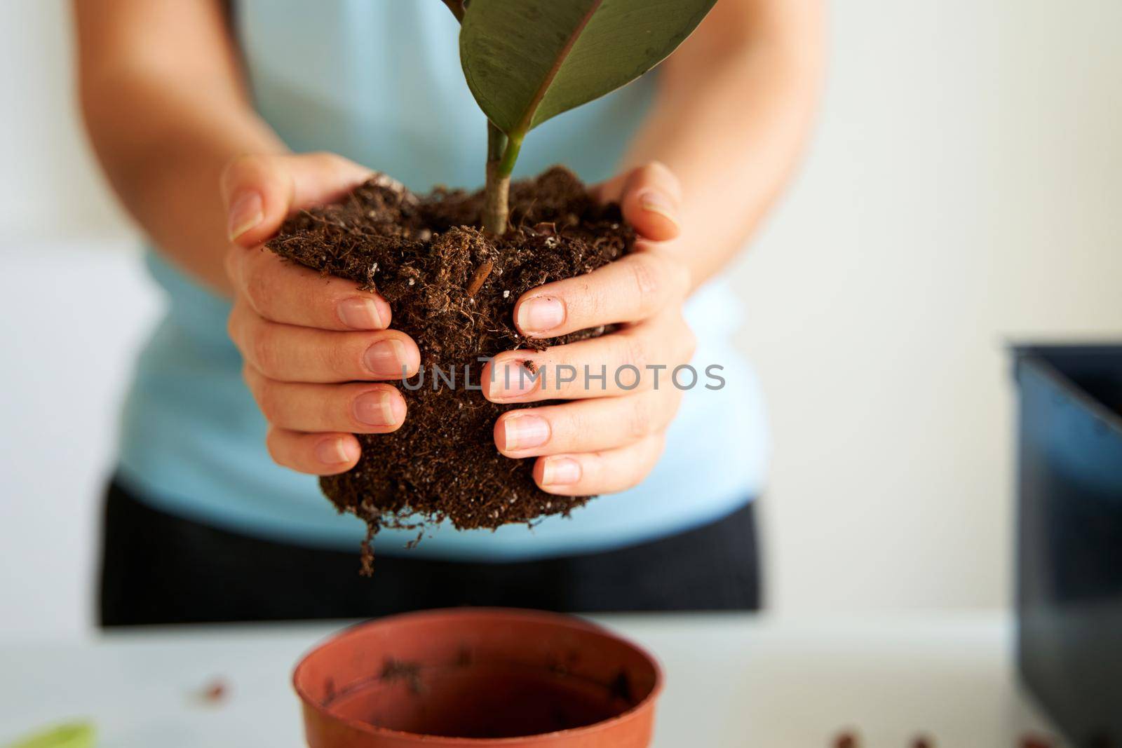 Household chores for transplanting flowers into a new pot. A young girl is engaged in flowers in a bright apartment.