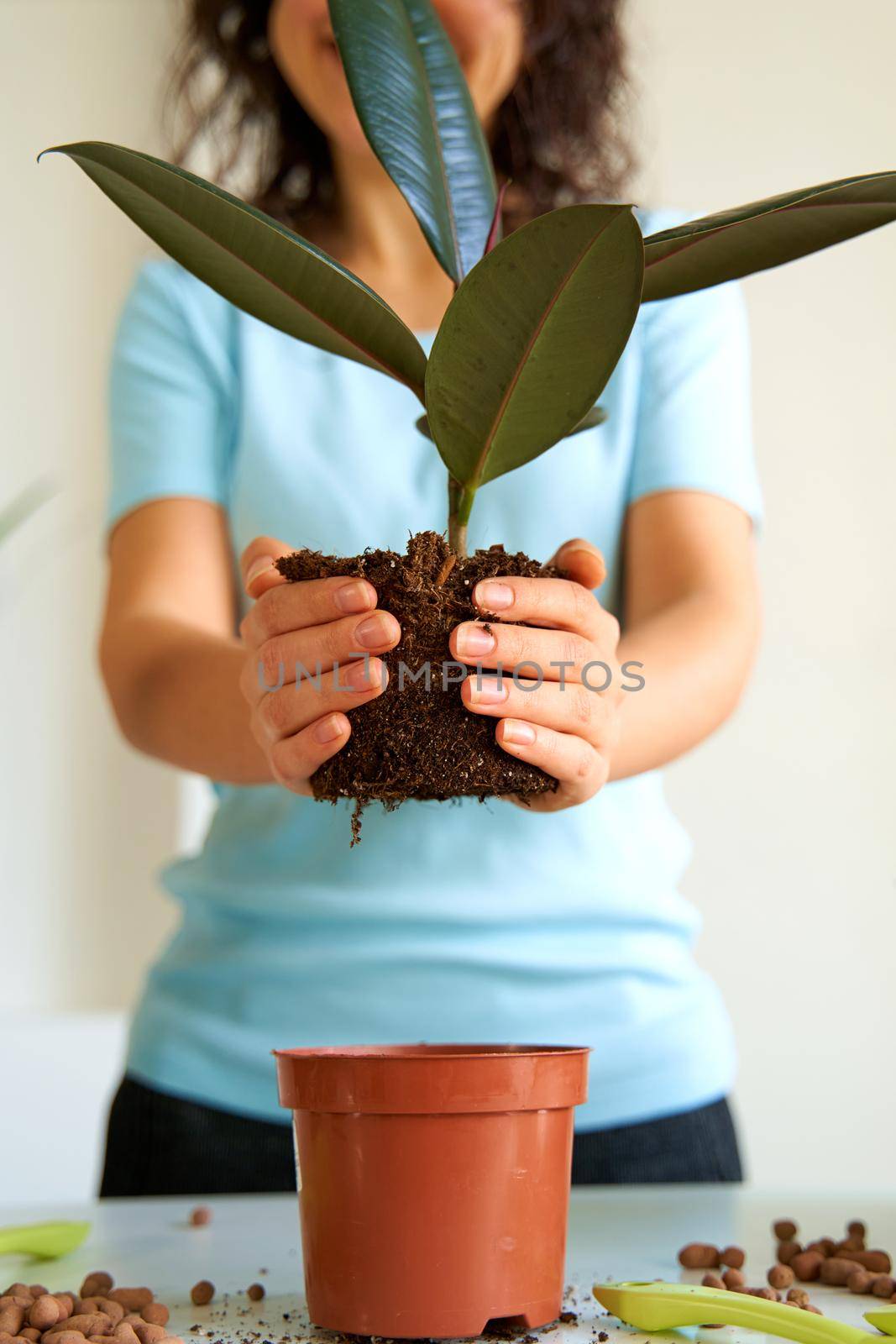 Household chores for transplanting flowers into a new pot. A young girl is engaged in flowers in a bright apartment.