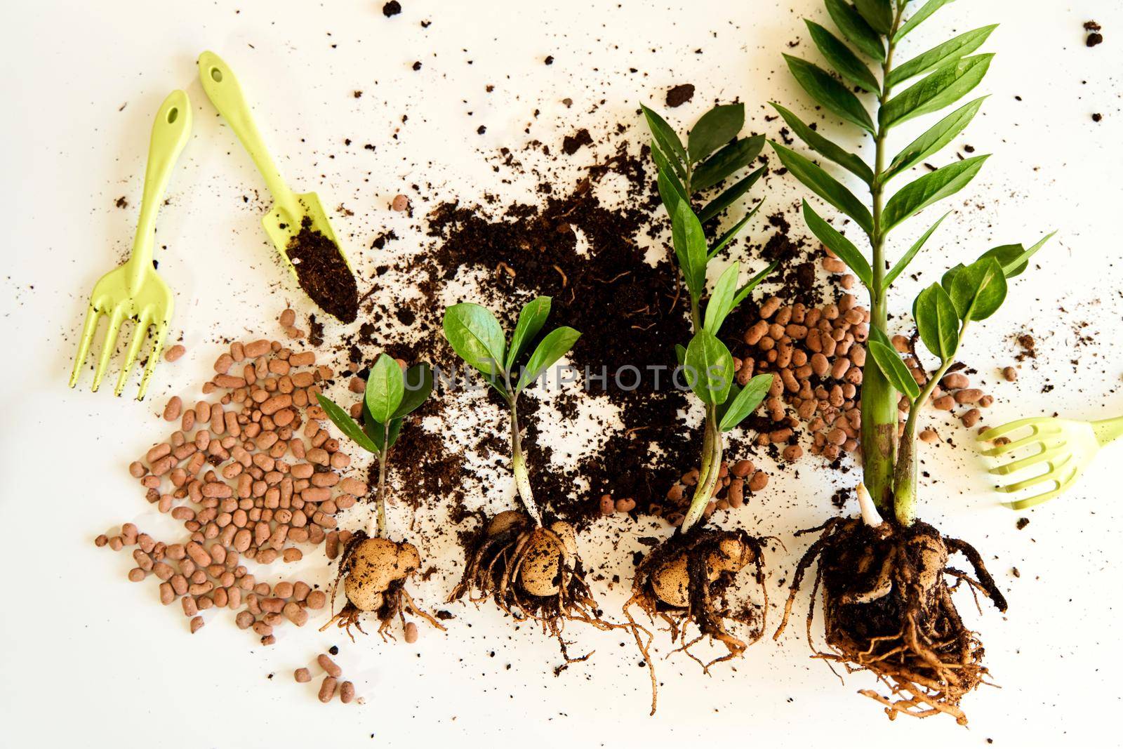 The process of transplanting a home flower into a new pot on a white background by Try_my_best
