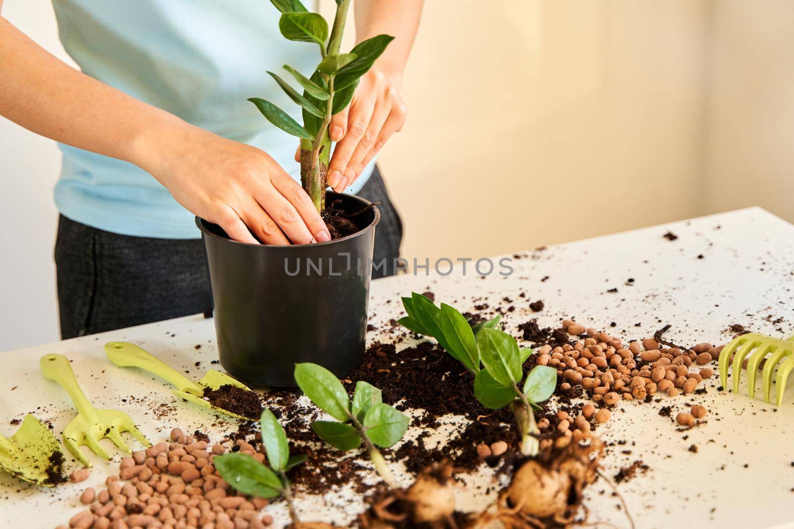 The girl will transplant a home flower because it has grown too large to fit in a pot.