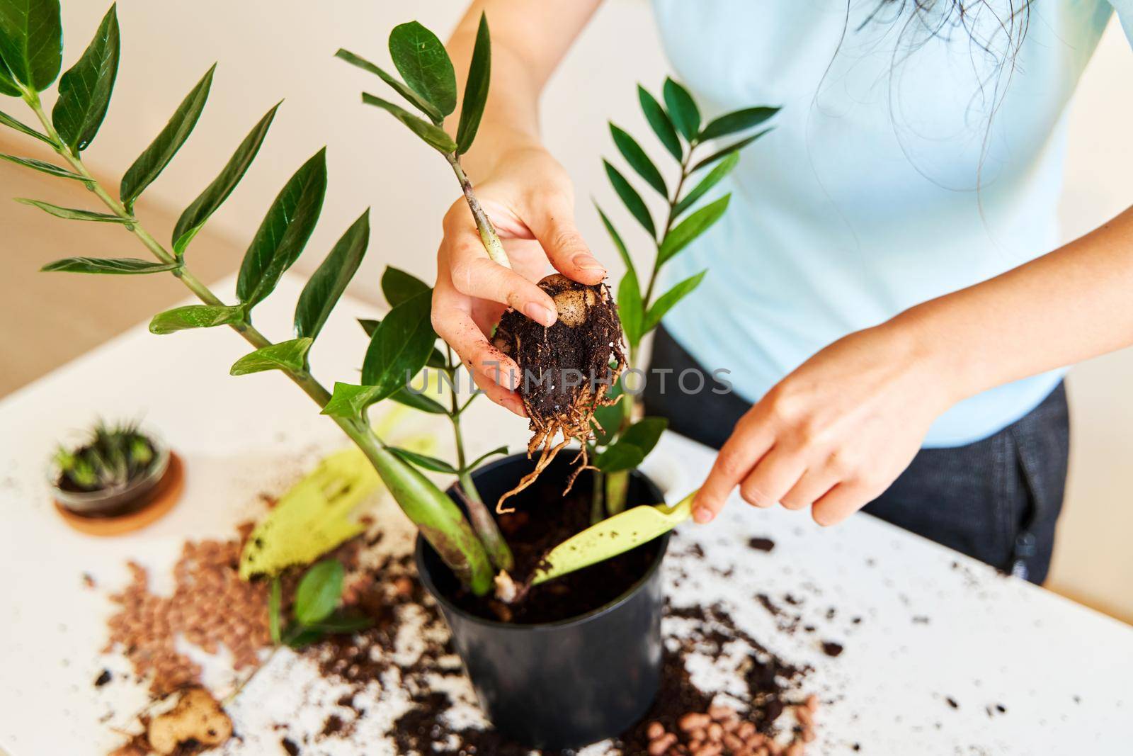 The girl will transplant a home flower because it has grown too large to fit in a pot by Try_my_best
