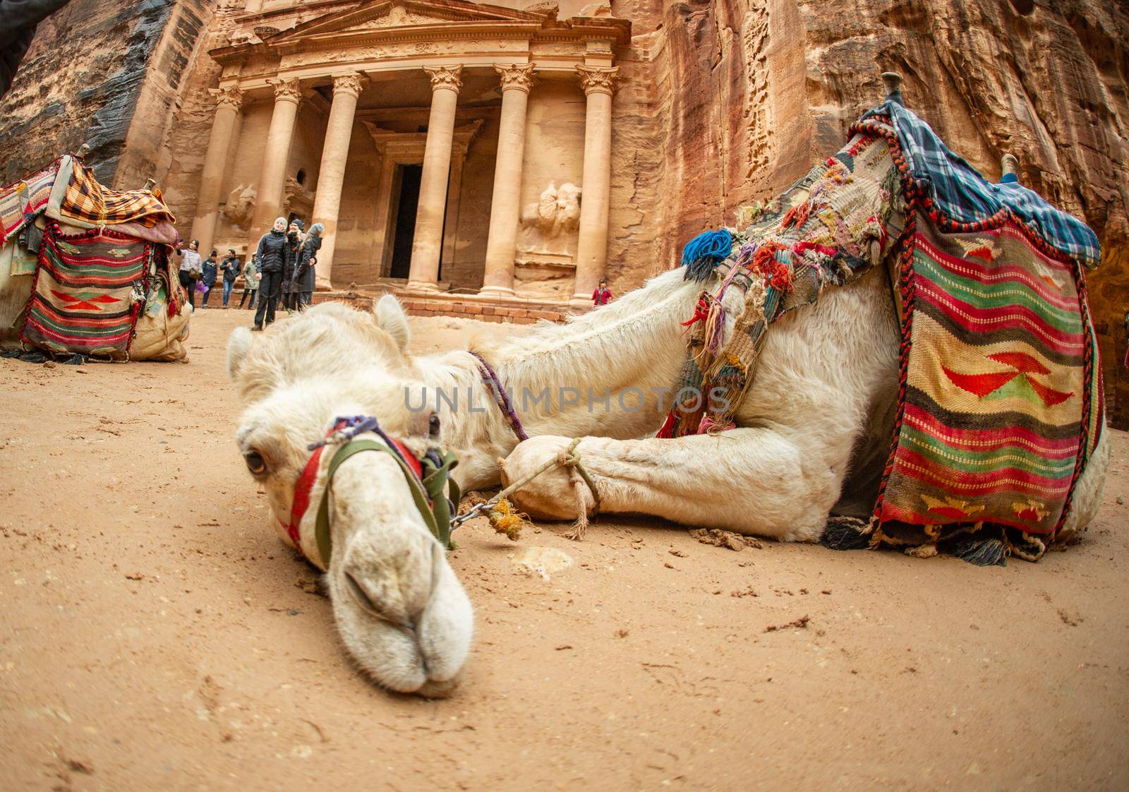 Soft camels resting in Petra Jordan after transporting tourists
