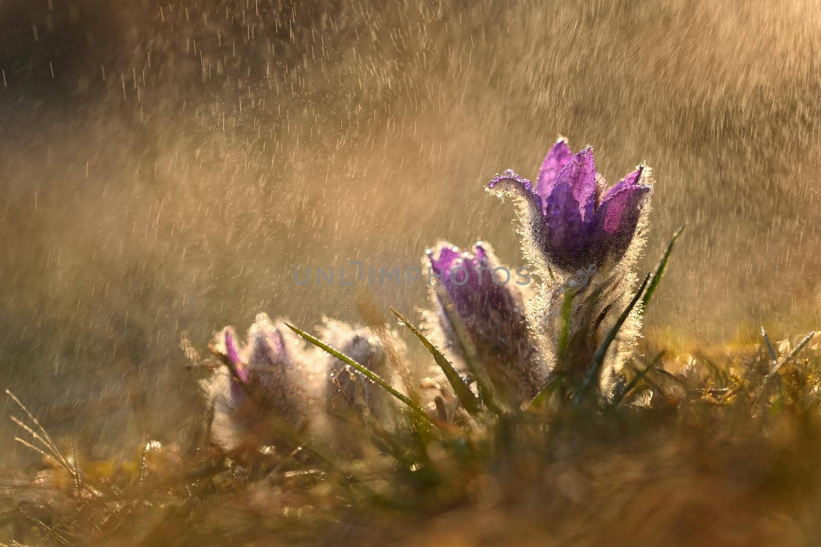 Nice little purple flower in the spring rain. Beautiful nature background for spring time on the meadow. Pasqueflower flower (Pulsatilla grandis)
