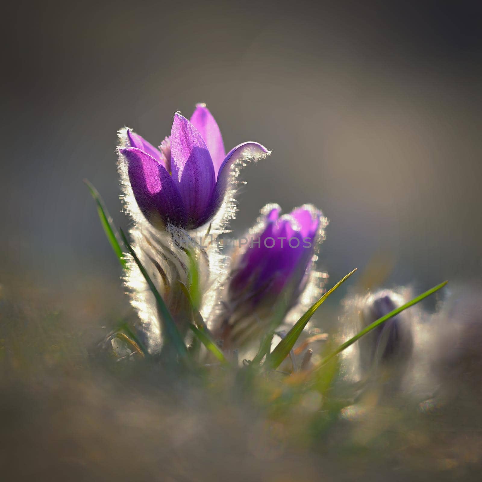 Springtime and spring flower. Beautiful purple little furry pasque-flower. (Pulsatilla grandis) Blooming on spring meadow at the sunset