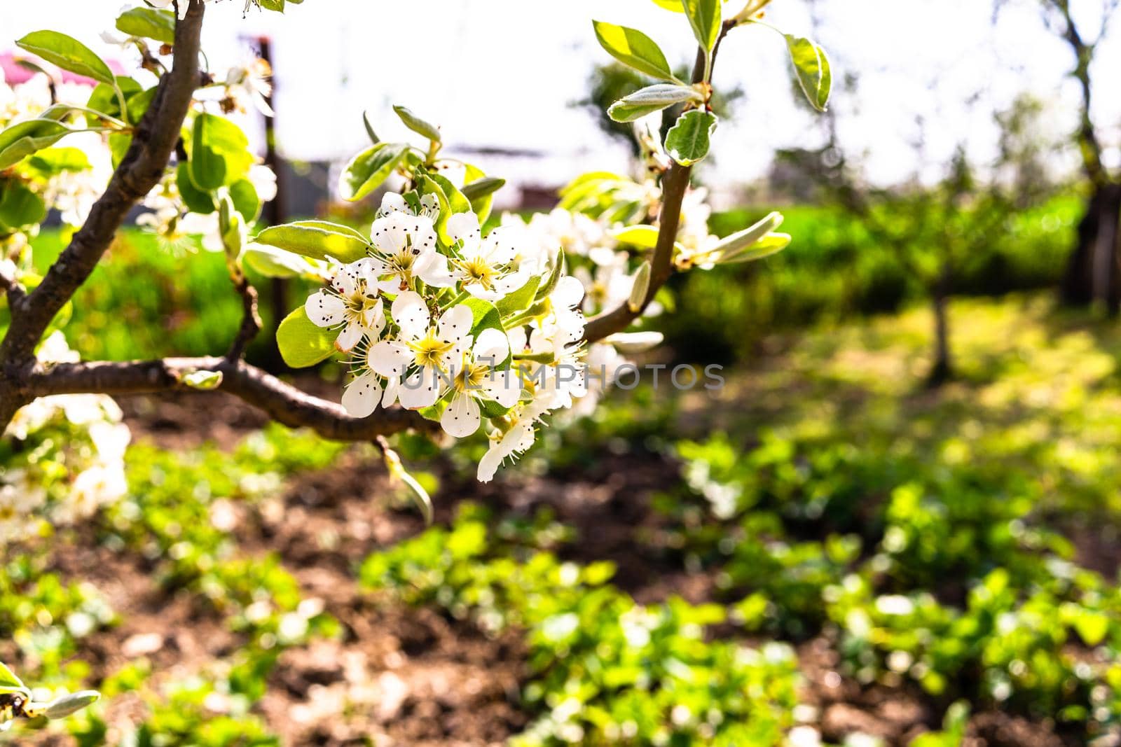 Spring time, blossom trees in the garden