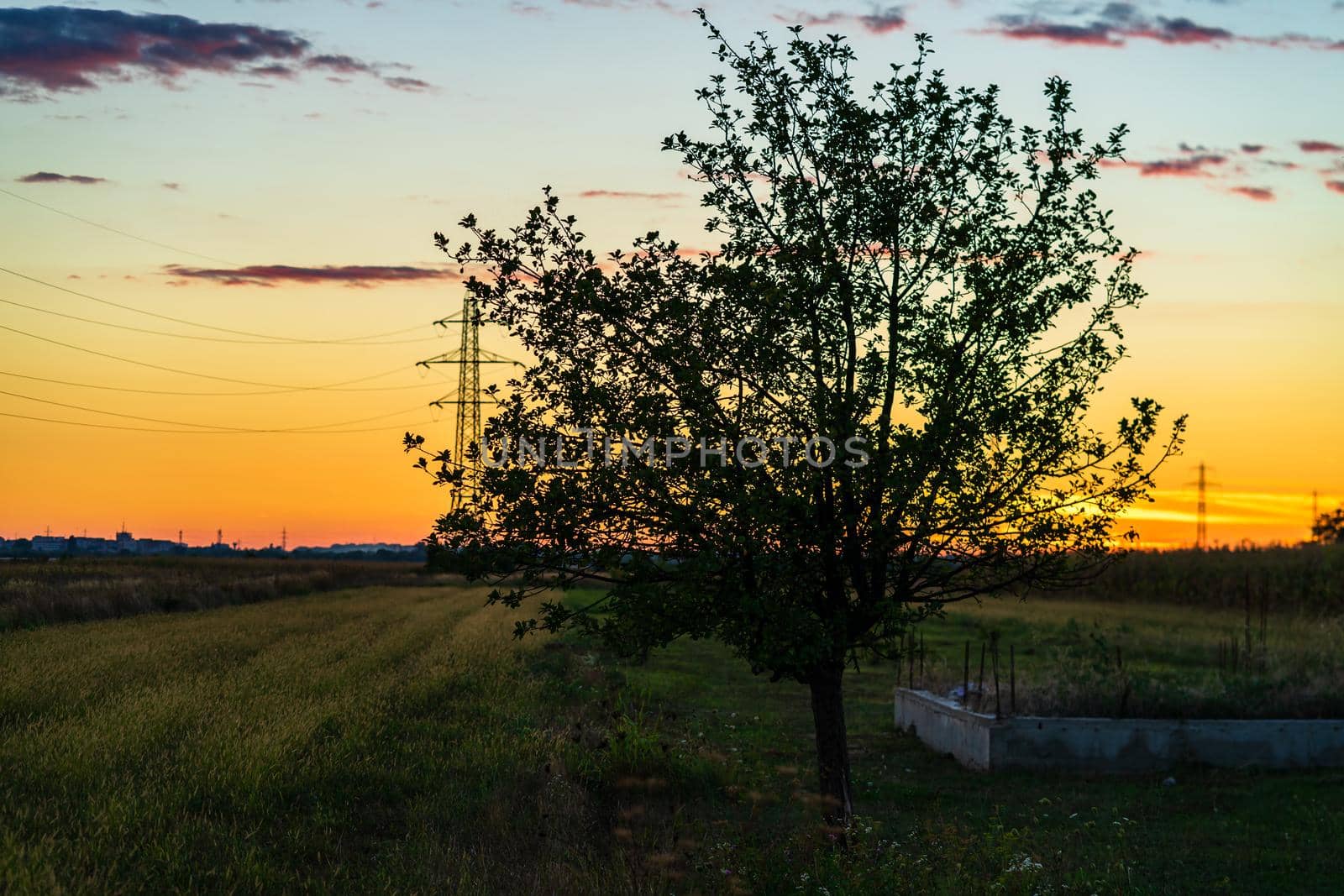 Tree in the orchard at sunset. Countryside sunset