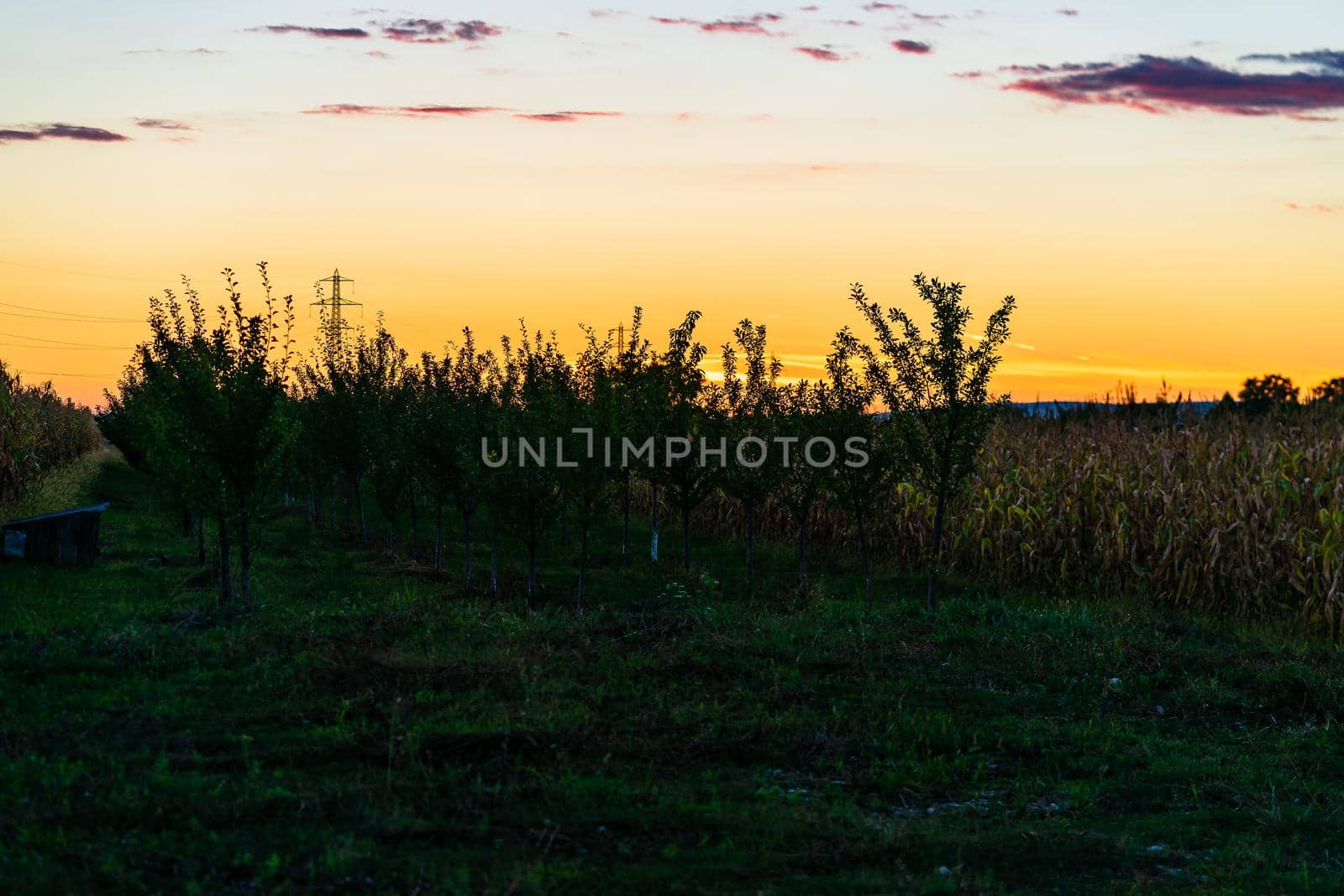 Tree in the orchard at sunset. Countryside sunset