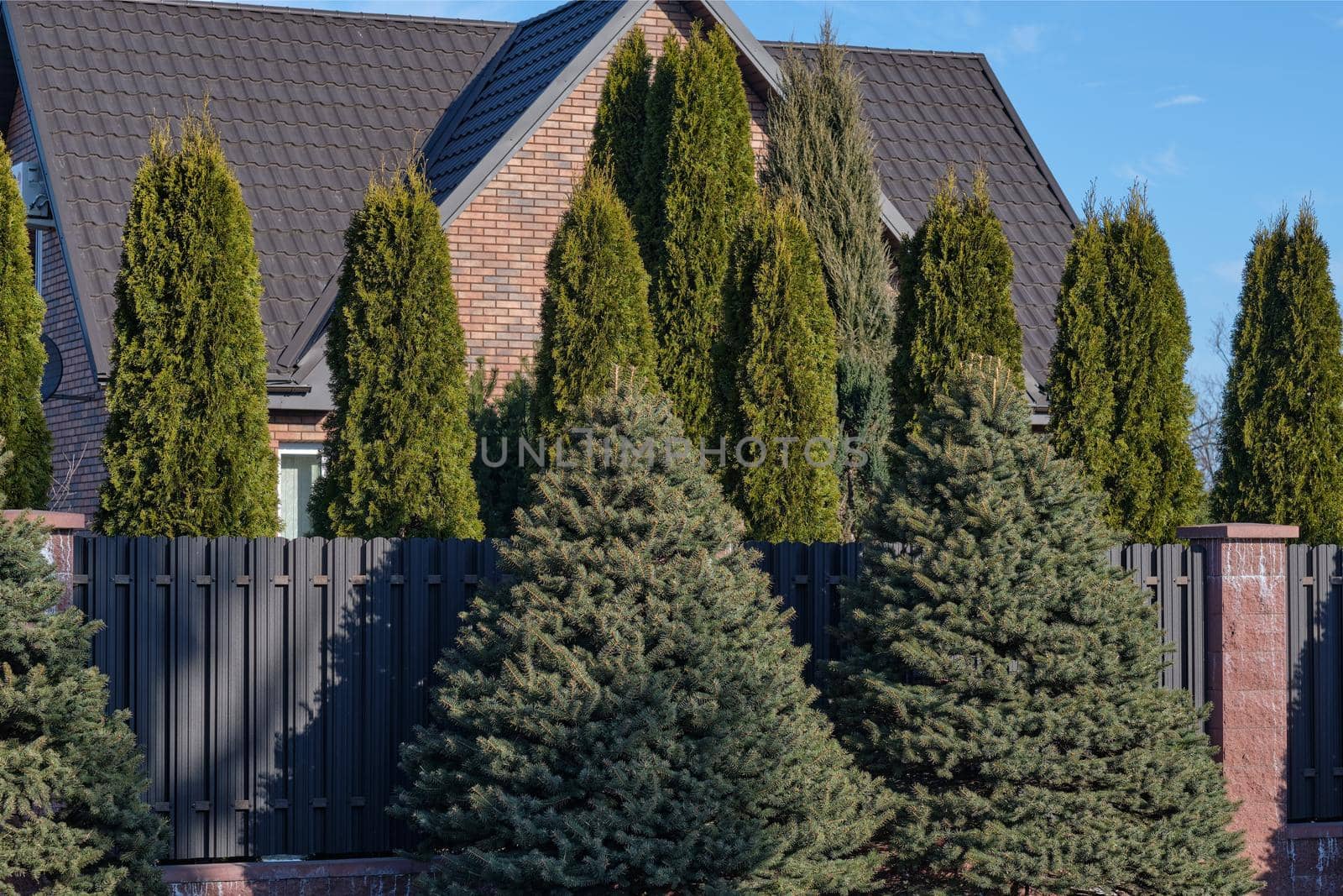 Decorative trees along the fence, as a hedge.
