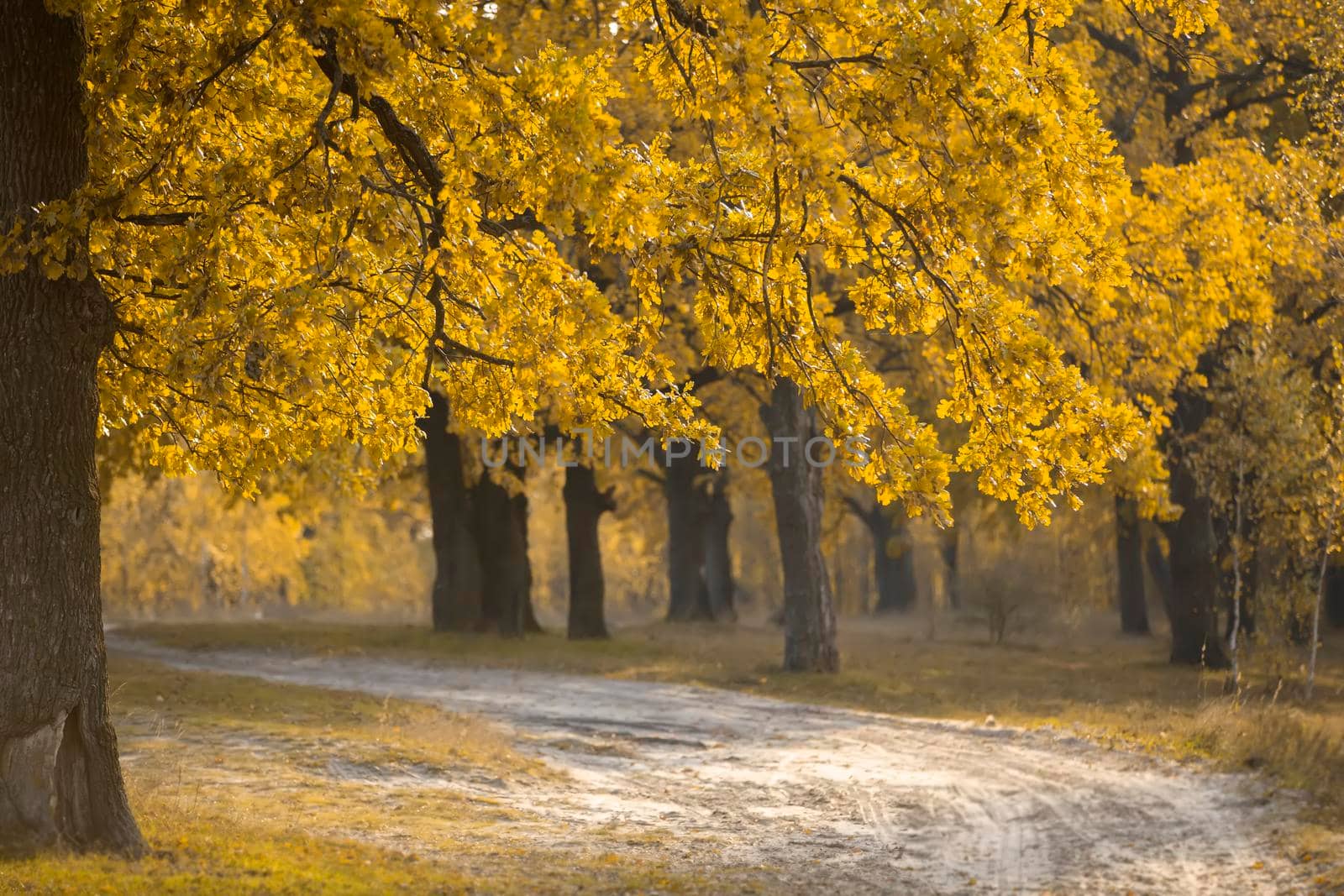Autumn oak forest with a wide path.