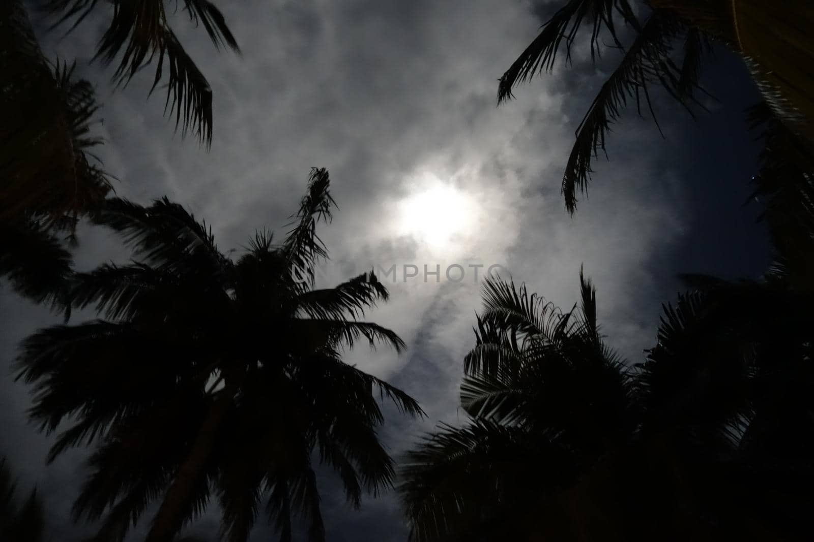 Palm trees edge the moon from below at night with a various of focus