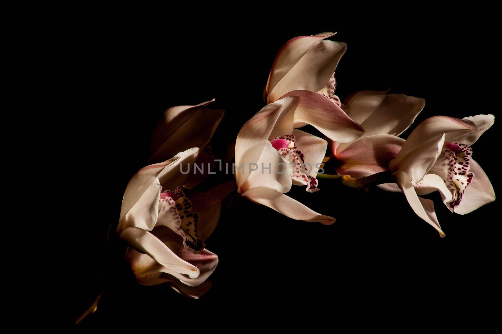 A flower spike of the Cymbidium Orchid on a black background